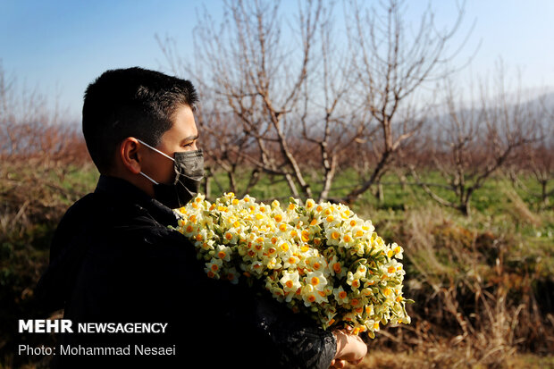 Daffodil harvest in Golestan province
