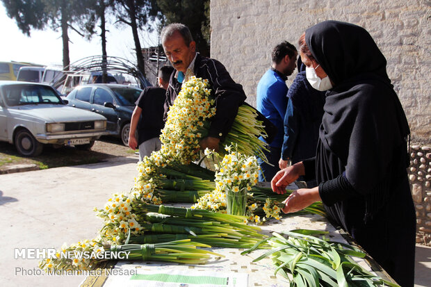 Daffodil harvest in Golestan province
