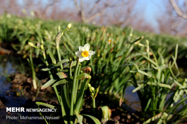 Daffodil harvest in Golestan province
