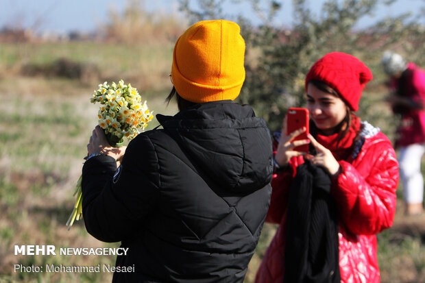 Daffodil harvest in Golestan province
