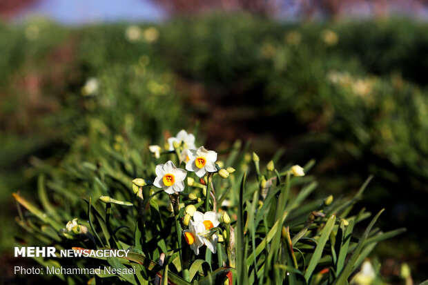 Daffodil harvest in Golestan province
