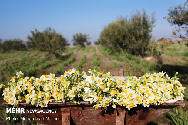 Daffodil harvest in Golestan province
