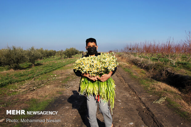 Daffodil harvest in Golestan province
