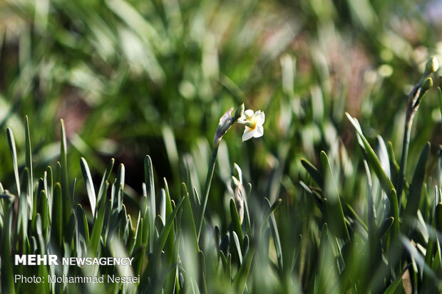 Daffodil harvest in Golestan province
