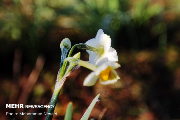 Daffodil harvest in Golestan province
