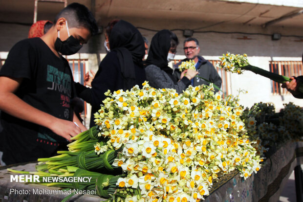 Daffodil harvest in Golestan province
