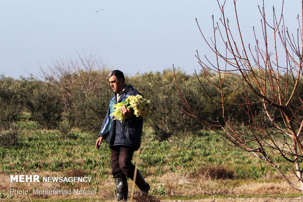 Daffodil harvest in Golestan province
