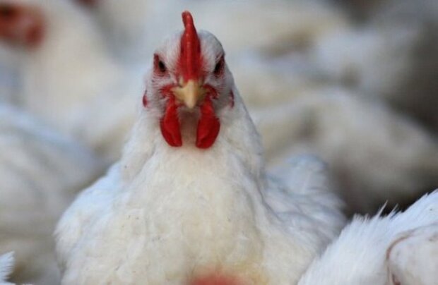 گرانی مرغ در فارس بی معنی است/ ۲ میلیون قطعه جوجه ریزی مازاد 