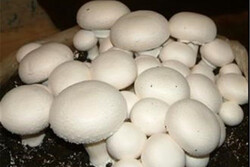 محرک رشد قارچ خوراکی به تولید انبوه می رسد