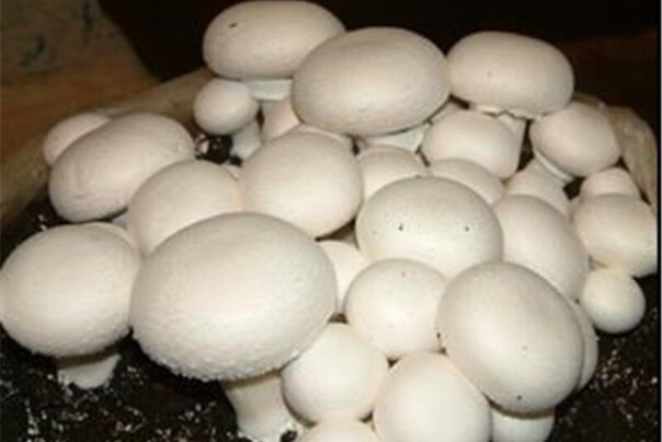 تولید ۱۲۰۰ تن قارچ خوراکی در شهرستان تبریز