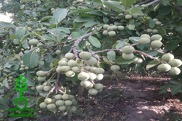 ۵ نکته مهم درباره خرید نهال گردو که کسی نمی‌داند