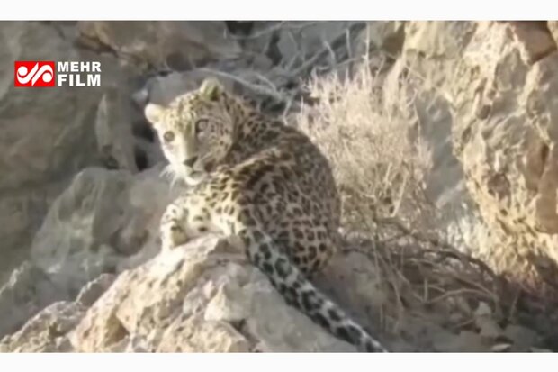 VIDEO: Persian leopard spotted in Dena wildlife sanctuary