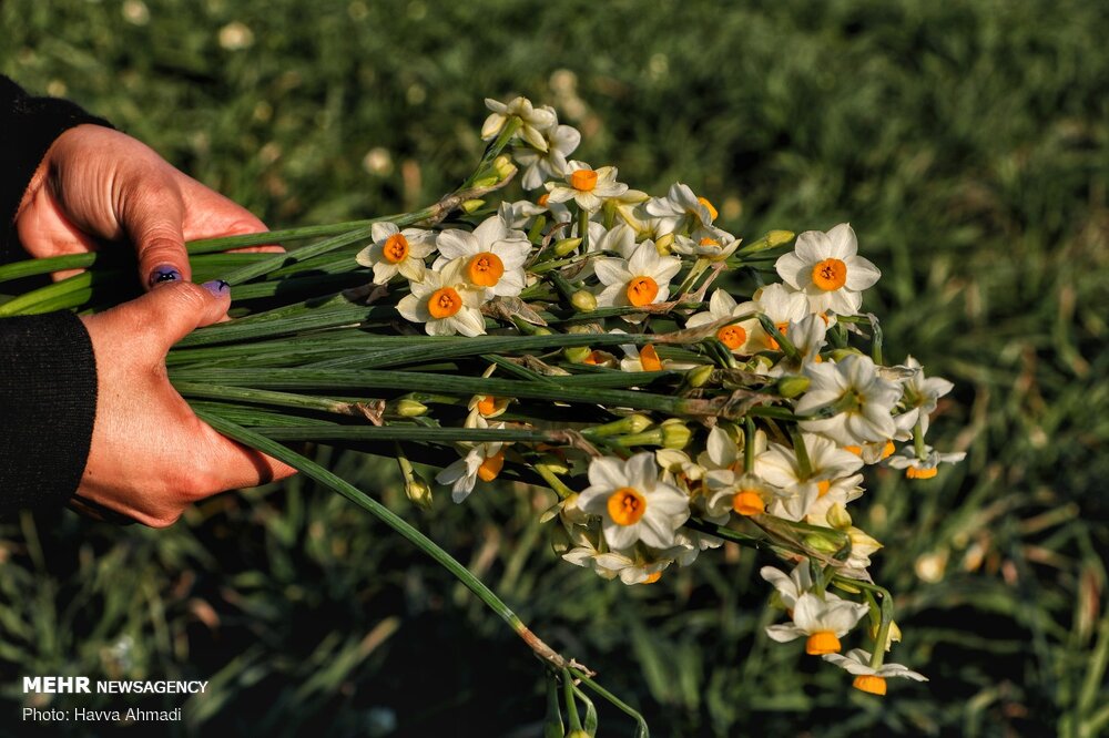 Narcissus flower harvest in Juybar
گل نرگس