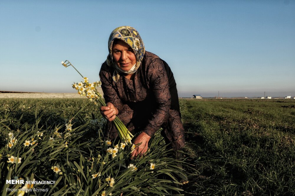 Narcissus flower harvest in Juybar
