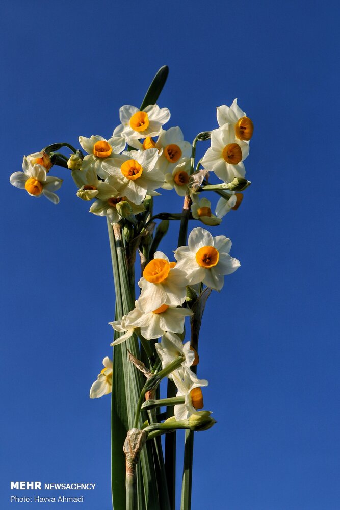 Narcissus flower harvest in Juybar

