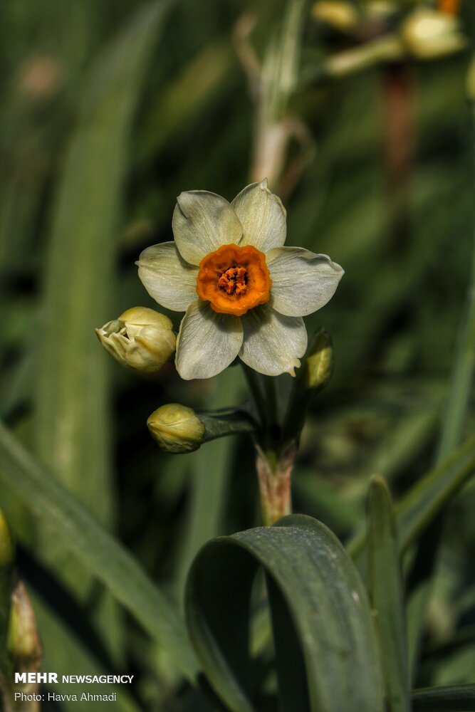 Narcissus flower harvest in Juybar
