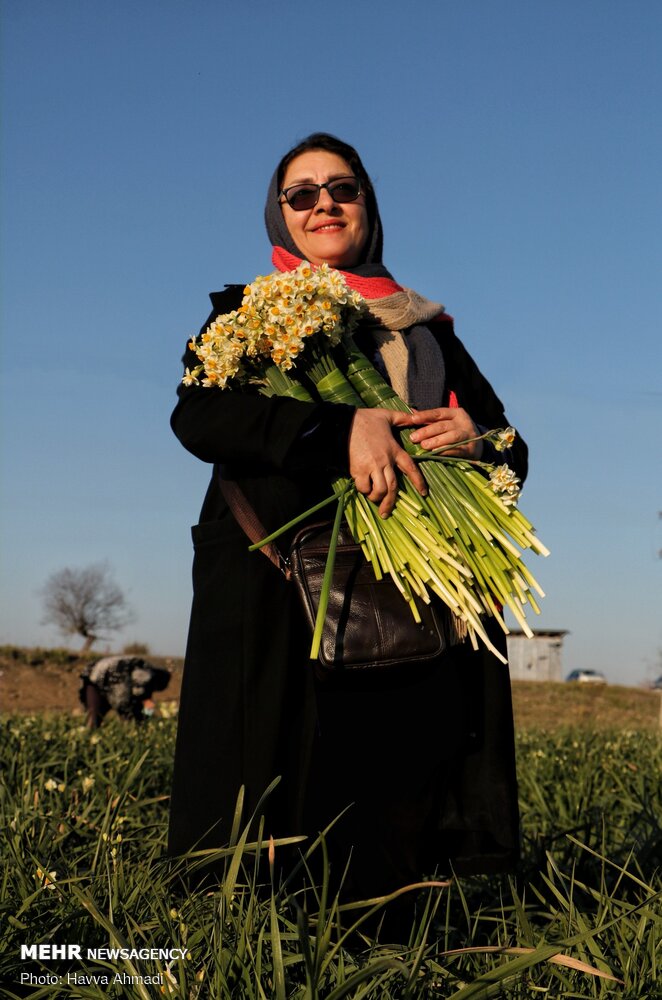 Narcissus flower harvest in Juybar
