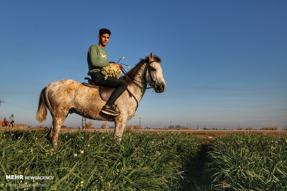 Narcissus flower harvest in Juybar
