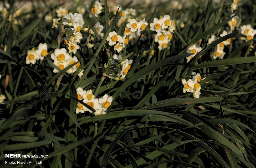 Narcissus flower harvest in Juybar
