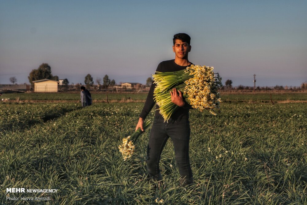 Narcissus flower harvest in Juybar
