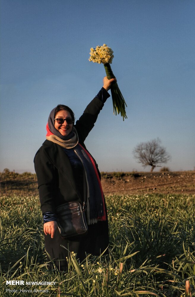 Narcissus flower harvest in Juybar
