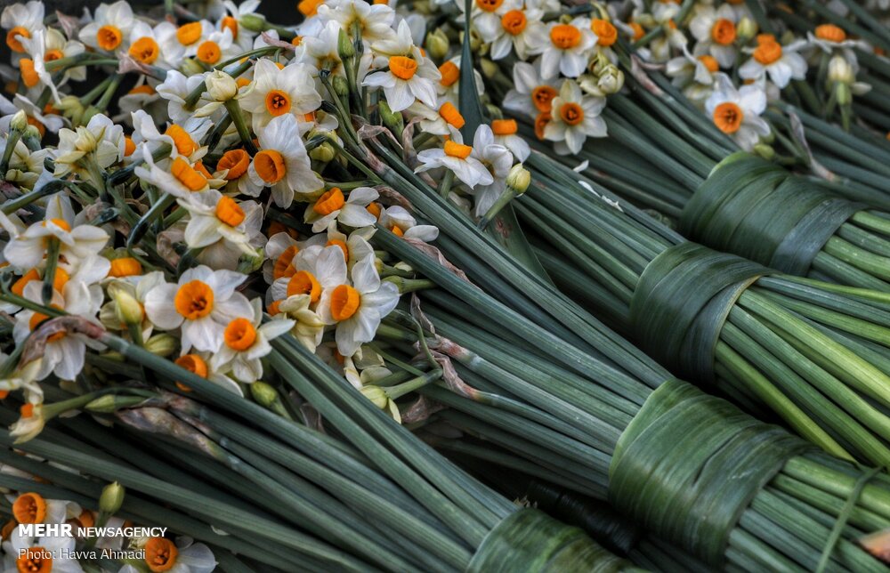 Narcissus flower harvest in Juybar
