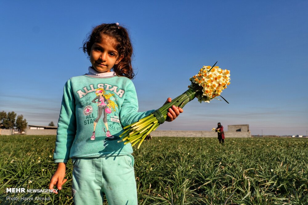 Narcissus flower harvest in Juybar
