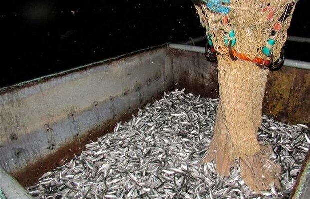 صید بیش از ۲۰ هزار تن کیلکا از دریای خزر