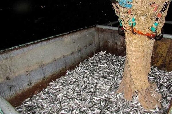 صید ۱۰ هزار تن ماهی کیلکا در مازندران
