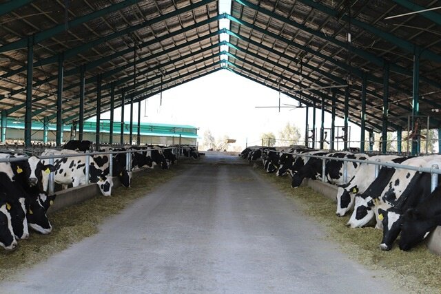 پرورش گاوهایی که ۲۰ برابر بیشتر شیر تولید می‌کنند