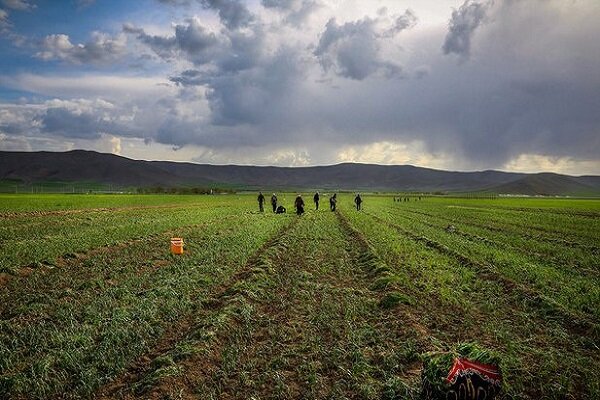 FAO empowers Iranian farmers to improve water productivity