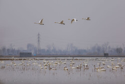 نجات و رهاسازی قوی گنگ گرفتار در تله صیادان غیرمجاز در تالاب بوجاق