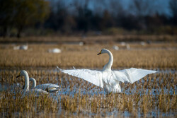 Migratory swans in Sorkhrud