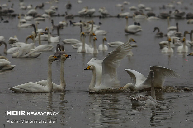 Significant increase in number of migratory swans in Sorkhrud