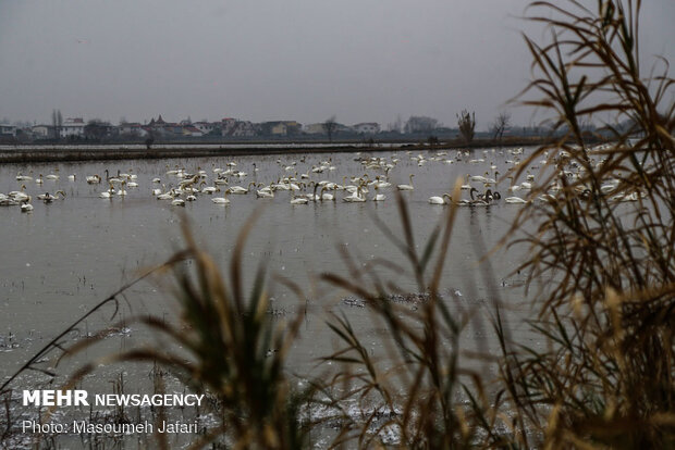 Significant increase in number of migratory swans in Sorkhrud