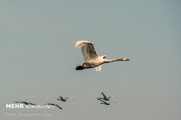 Significant increase in number of migratory swans in Sorkhrud