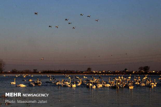 Significant increase in number of migratory swans in Sorkhrud
