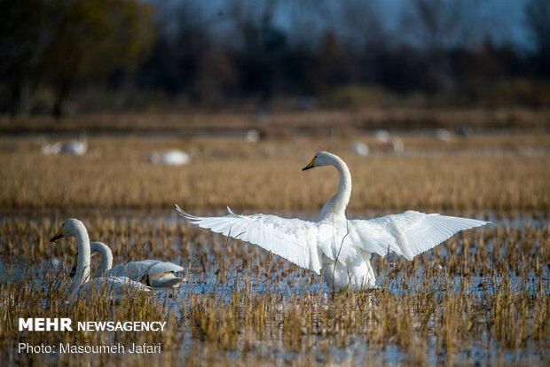 Significant increase in number of migratory swans in Sorkhrud