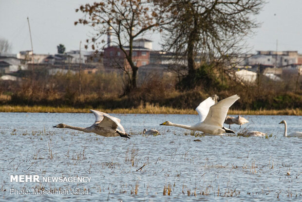 Significant increase in number of migratory swans in Sorkhrud