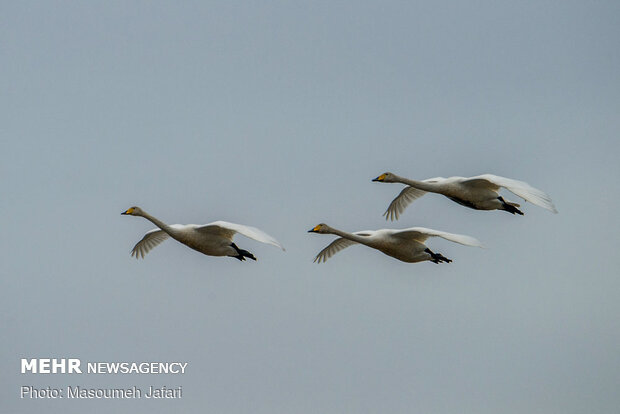 Significant increase in number of migratory swans in Sorkhrud