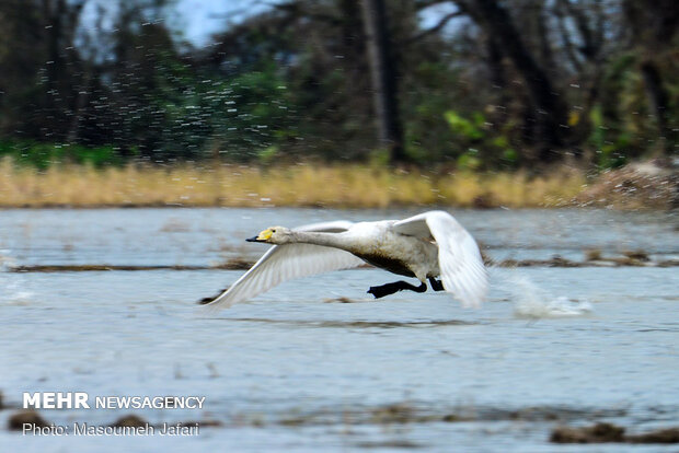 Significant increase in number of migratory swans in Sorkhrud