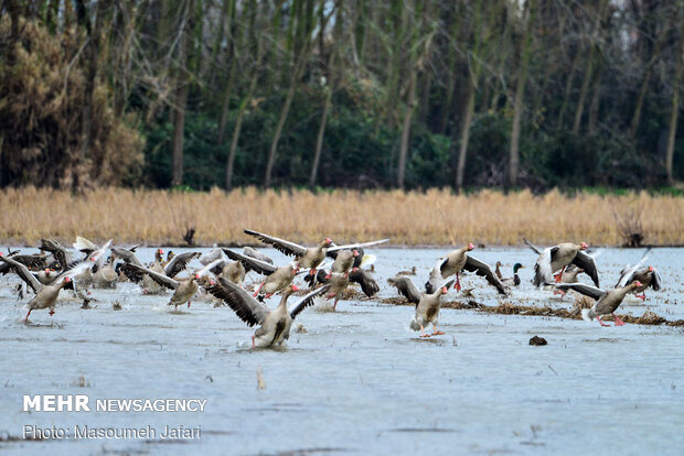 Significant increase in number of migratory swans in Sorkhrud