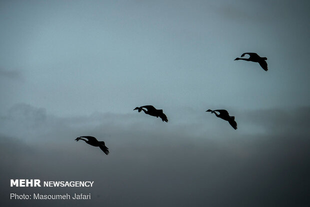 Significant increase in number of migratory swans in Sorkhrud