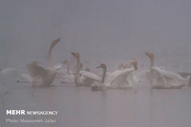 Significant increase in number of migratory swans in Sorkhrud