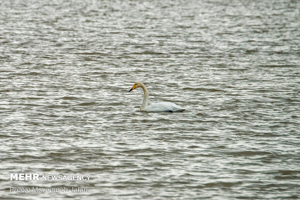 Significant increase in number of migratory swans in Sorkhrud