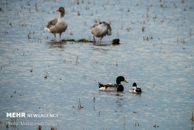 Significant increase in number of migratory swans in Sorkhrud