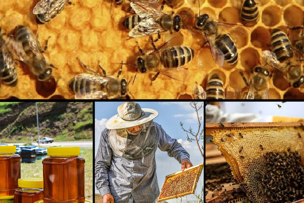 خوی رتبه اول تولید عسل در کشور/ ۱۲ هزار تن عسل تولید شد