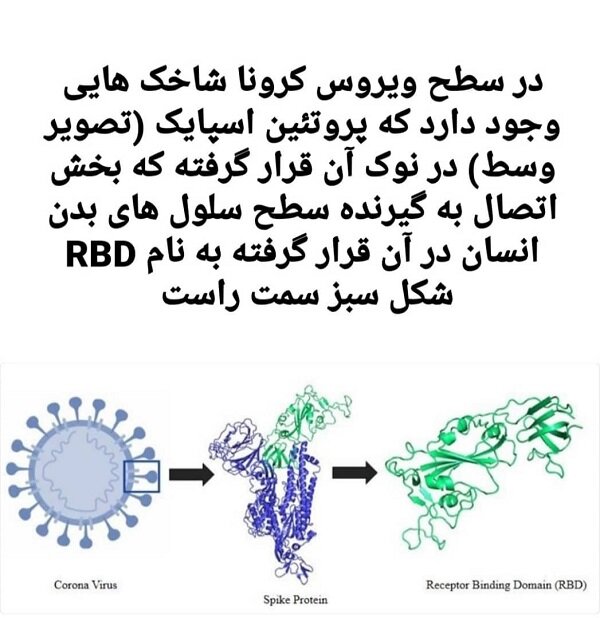 واکسن کرونای مشترک ایران و کوبا آماده کسب مجوز برای فاز ۳ است