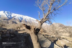 قلع و قمع جنگل های بلوط در سایه بی توجهی/ دیشموک قرق بان ندارد