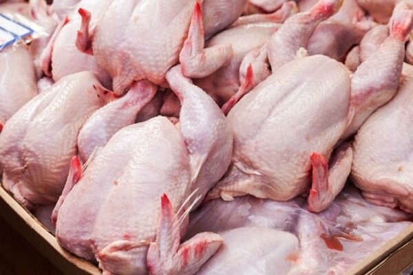 قیمت مرغ کاهش نیافت / تخصیص نهاده به کارخانه‌های خوراک آماده همچنان مشکل دارد